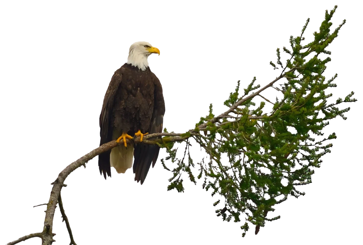 Bald eagle perched on a pine branch