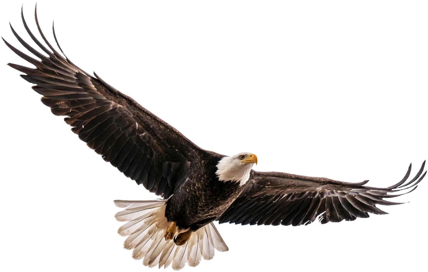 Bald eagle in flight